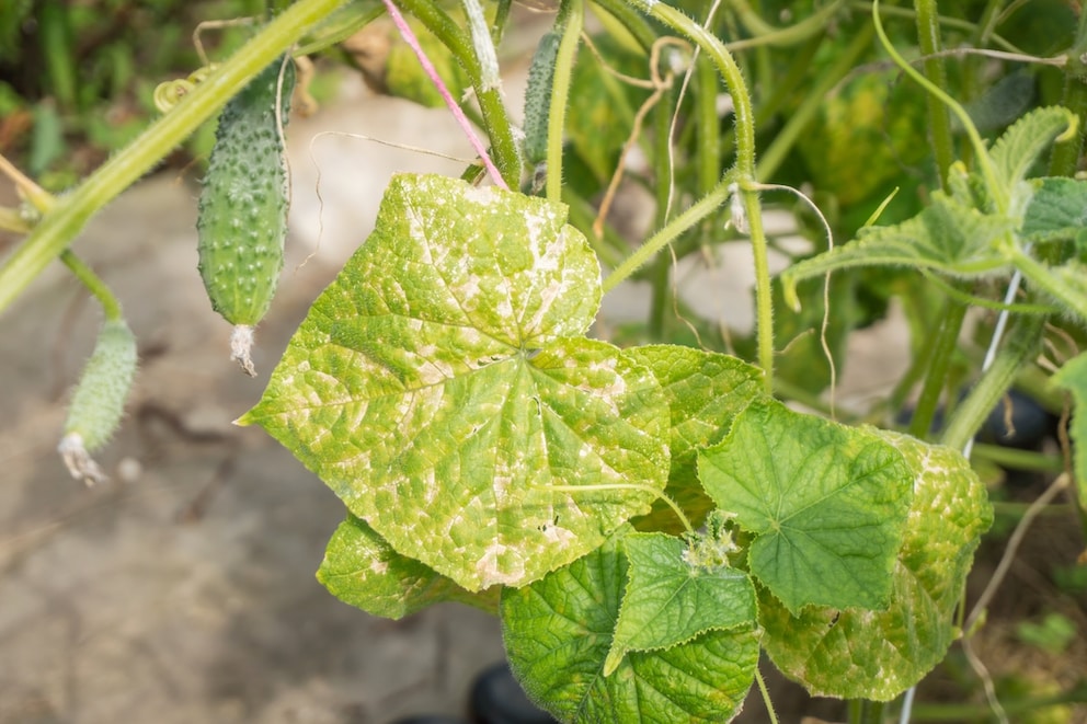 Yellow to brown spots on the upper side of the leaf can be a sign of downy mildew