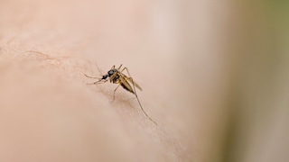 Mücken im Zimmer finden