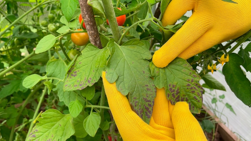 Tomaten gelten zwar als relativ pflegeleicht, doch für eine ertragreiche Ernte, sollten Hobbygärtner sich auch mit den möglichen Krankheiten auseinandersetzen