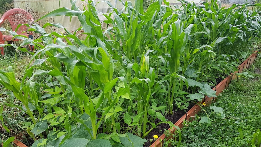 Mit einem Milpa-Beet macht man sich uraltes Wissen zunutze. Auf diese Weise bauten unter anderem schon die Maya ihr Gemüse an.