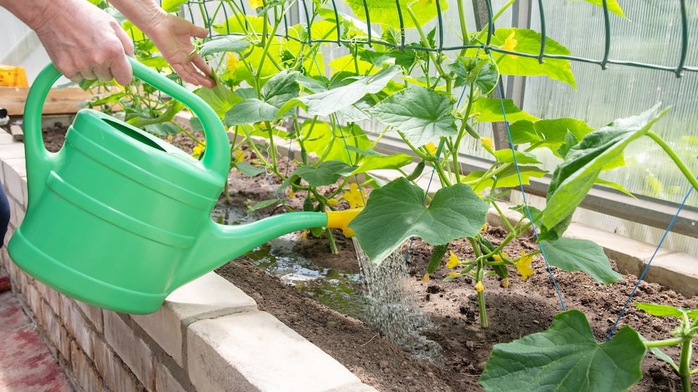 Für Tomaten ist es ein Dünger, doch was passiert mit Gurken, wenn man sie mit Salzwasser gießt?