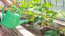 Für Tomaten ist es ein Dünger, doch was passiert mit Gurken, wenn man sie mit Salzwasser gießt?