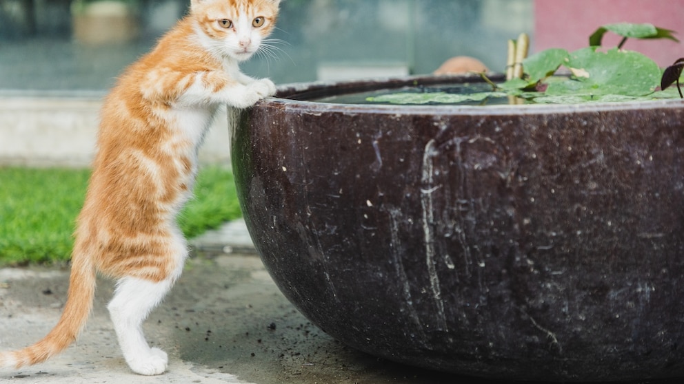 Tiere Wasser Garten schützen