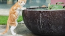 Tiere Wasser Garten schützen