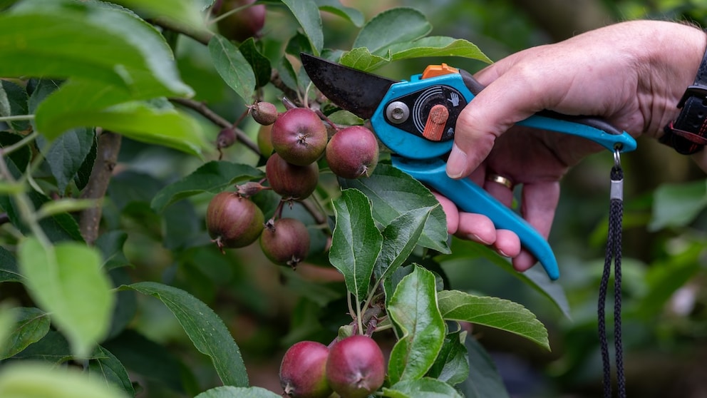 Eine Fruchtausdünnung kann sehr sinnvoll sein