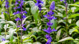 Salbei sollte entweder kurz vor der Blüte „geerntet“ werden oder kurz nach der Öffnung der Blüte