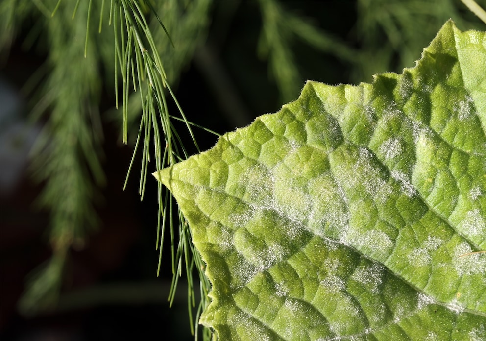 Typical for true mildew is a white, powdery layer on the upper side of the leaf