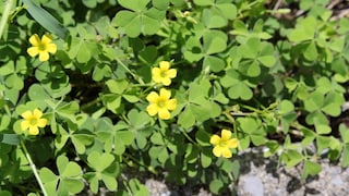 Sauerklee sollte man noch vor der Blüte bekämpfen