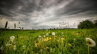 Wenn es am Johannistag regnet, haben wir mit hoher Wahrscheinlichkeit auch in den kommenden Tagen mit Regen zu rechnen