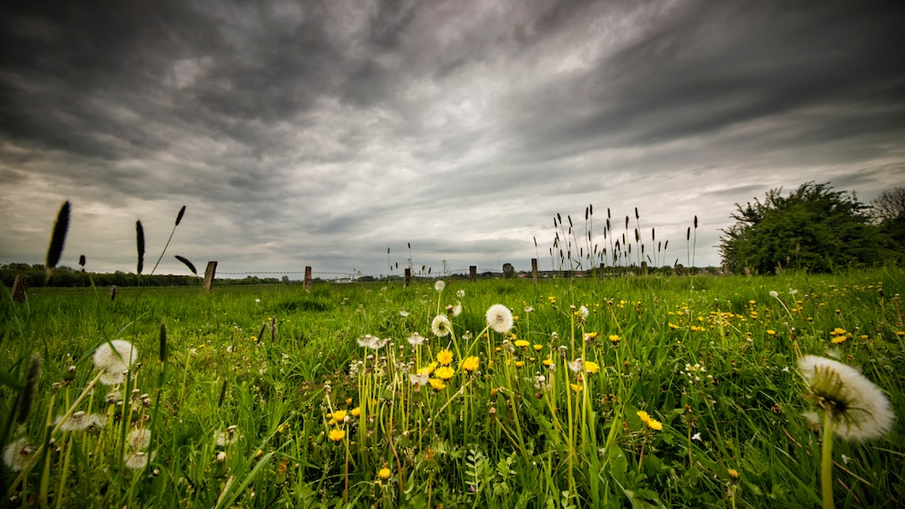Wenn es am Johannistag regnet, haben wir mit hoher Wahrscheinlichkeit auch in den kommenden Tagen mit Regen zu rechnen