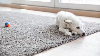 Für die Waschmaschine ist so mancher Teppich einfach zu groß. Manchmal benötigt es jedoch eine Nassreinigung