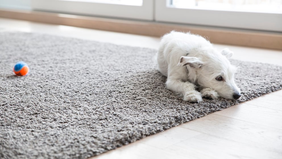 Für die Waschmaschine ist so mancher Teppich einfach zu groß. Manchmal benötigt es jedoch eine Nassreinigung