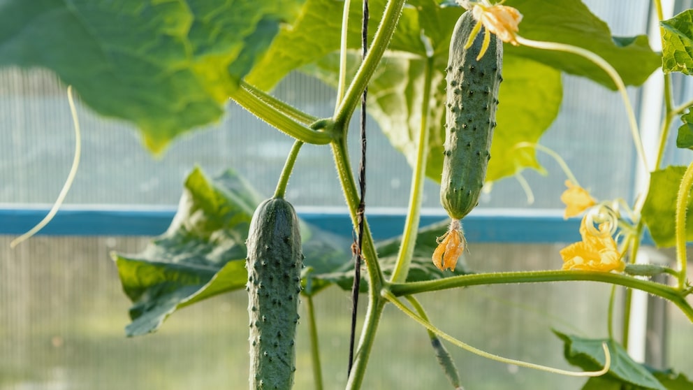 Damit Gurken große Früchte bilden können, benötigen sie ausreichend viele Nährstoffe