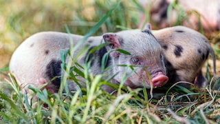 Mini-Schwein