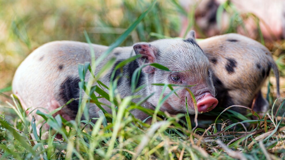 Mini-Schwein