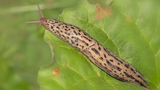Tigerschnegel