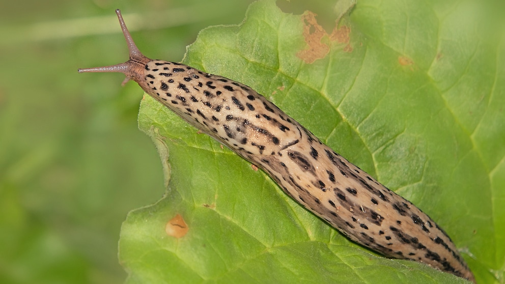 Tigerschnegel