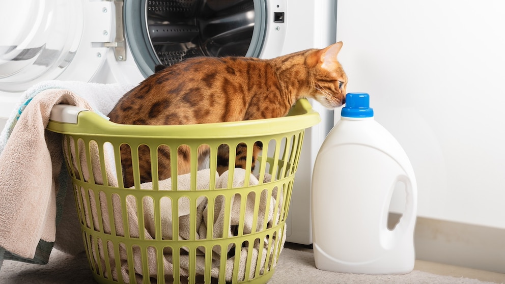 Um Tierhaare beim Wäschewaschen zu entfernen, soll ein einfacher Trick helfen