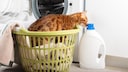 Um Tierhaare beim Wäschewaschen zu entfernen, soll ein einfacher Trick helfen