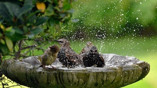 Wird eine Vogeltränke nicht angenommen, kann es sein, dass man Fehler beim Standort oder dem Material gemacht hat