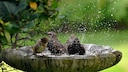 Wird eine Vogeltränke nicht angenommen, kann es sein, dass man Fehler beim Standort oder dem Material gemacht hat