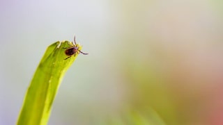 Bis zu 80 Zentimeter hohe Büsche können Zecken im Garten erklimmen, um sich auf die Lauer nach einem Wirt zu legen