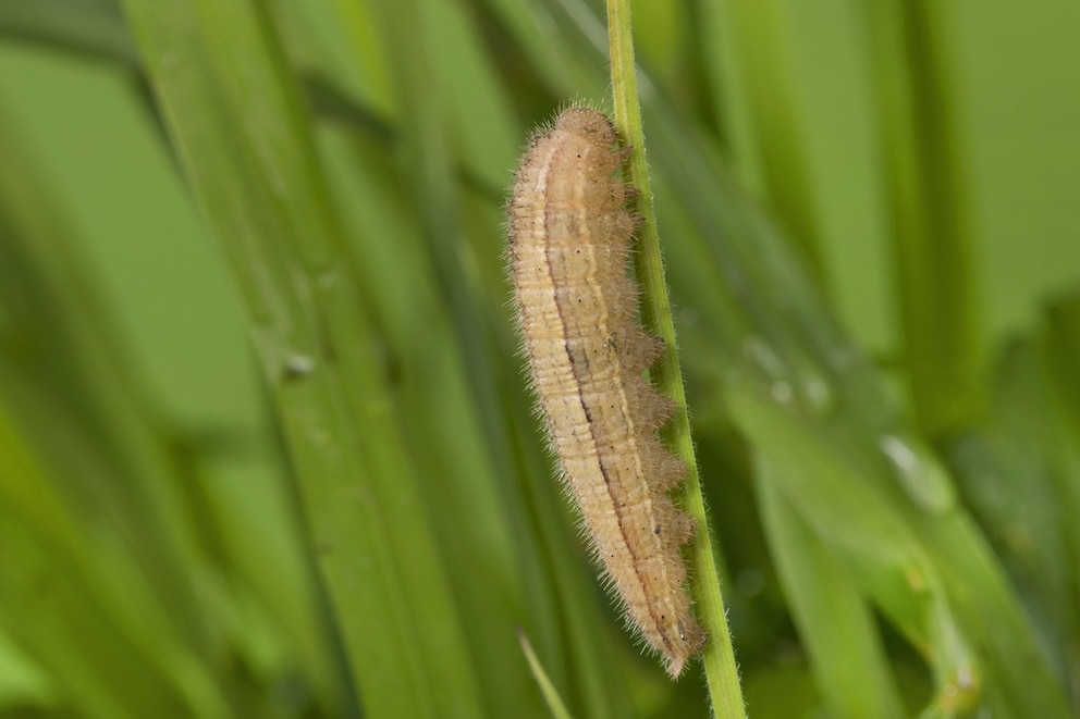 Der Schachbrettfalter &uuml;berwintert als Raupe am Erdboden