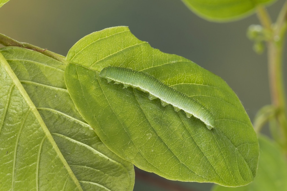 Mit ihrer gr&uuml;nen F&auml;rbung sch&uuml;tzen sich die Raupen vor Fressfeinden wie V&ouml;geln