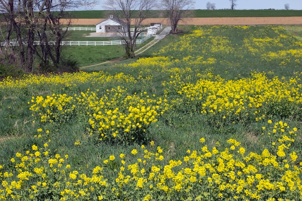 Charlock Mustard