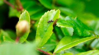 Ameisen im Garten können ganz schön lästig sein, es gibt aber natürliche Hilfsmittel, um sie loszuwerden.