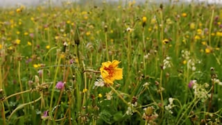 Wenn es im Juli kühl ist, soll laut Bauernregel der August verregnet sein. Stimmt das?