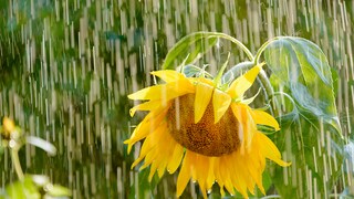 Regen im Juli bedeutet laut Bauernregel, dass es die nächsten Wochen regnerisch bleiben wird - stimmt das?