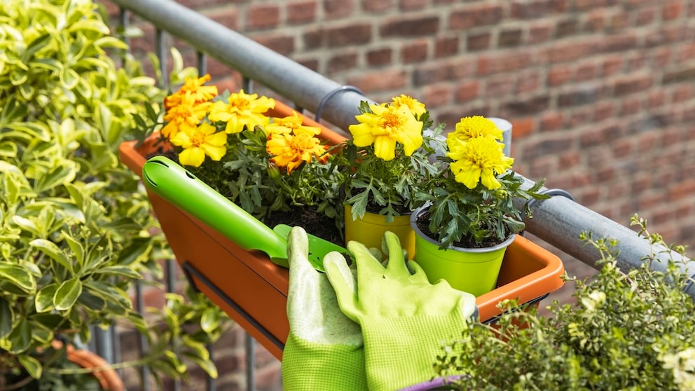 Blumenkästen innen