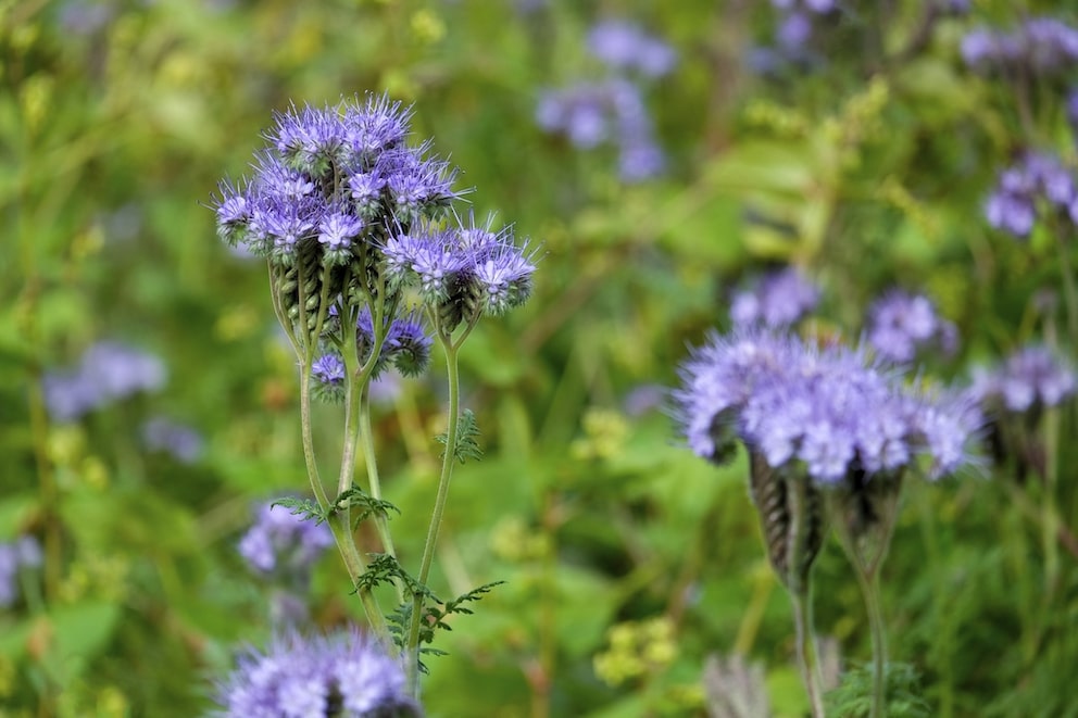 Lacy Phacelia