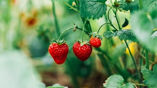 Erdbeeren