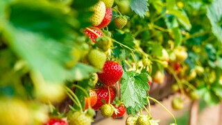 Um saftige Früchte ernten zu können, muss man Erdbeeren auch im Sommer richtig pflegen
