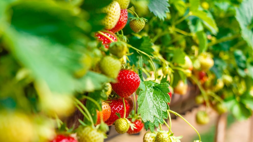 Um saftige Früchte ernten zu können, muss man Erdbeeren auch im Sommer richtig pflegen