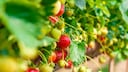 Um saftige Fr&uuml;chte ernten zu k&ouml;nnen, muss man Erdbeeren auch im Sommer richtig pflegen