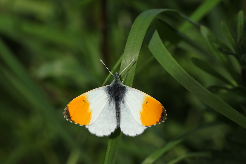 Gut zu erkennen an den orangen Flecken: ein m&auml;nnlicher Aurorafalter