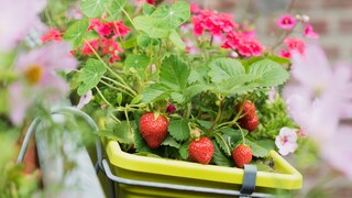 Blumenkasten Wasserspeicher