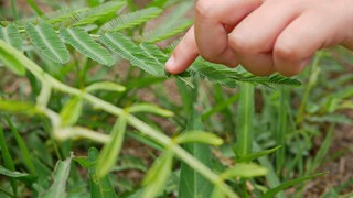 Auf Berührungen reagiert die Mimose empfindlich