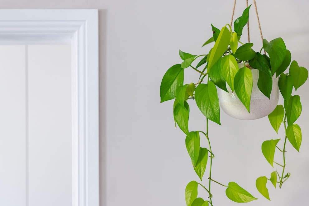 Pothos is a popular and easy-care hanging plant.