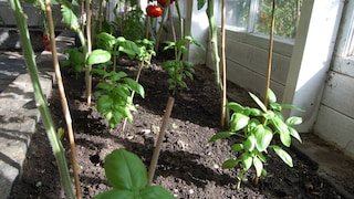 Tomaten und Basilikum sind nicht nur im kulinarischen Sinne ein tolles Team, auch im Beet sollte man sie zusammen pflanzen