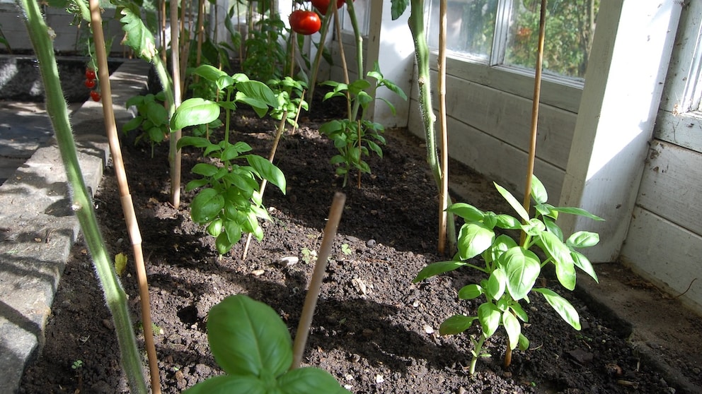 Tomaten und Basilikum sind nicht nur im kulinarischen Sinne ein tolles Team, auch im Beet sollte man sie zusammen pflanzen