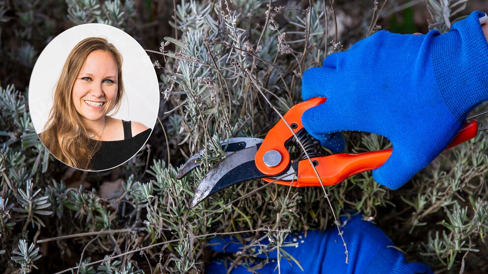 Damit Lavendel lange schön bleibt, sollte man ihn regelmäßig zurückschneiden
