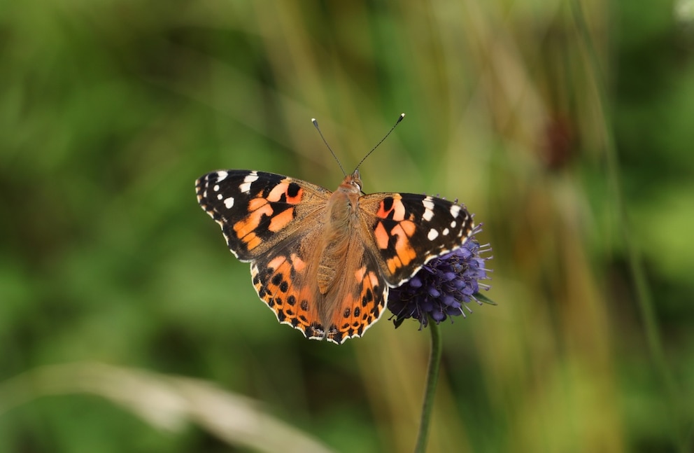 Sonnenhut, Lavendel und Disteln z&auml;hlen zu den Pflanzen, von denen sich der Distelfalter ern&auml;hrt