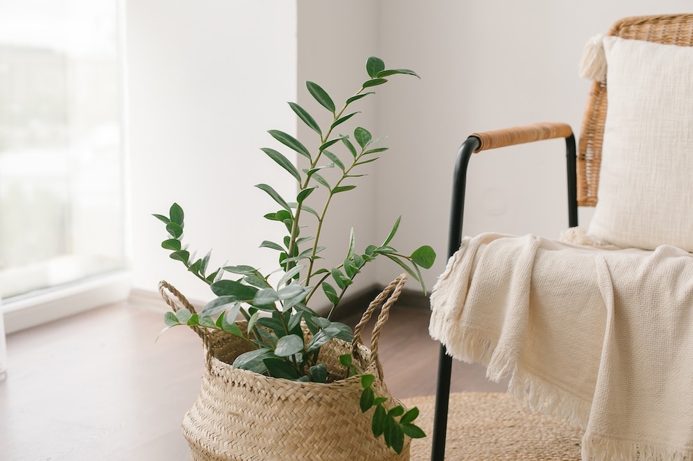 As a robust and easy-care plant, the ZZ plant forgives many mistakes. Just avoid direct sunlight.