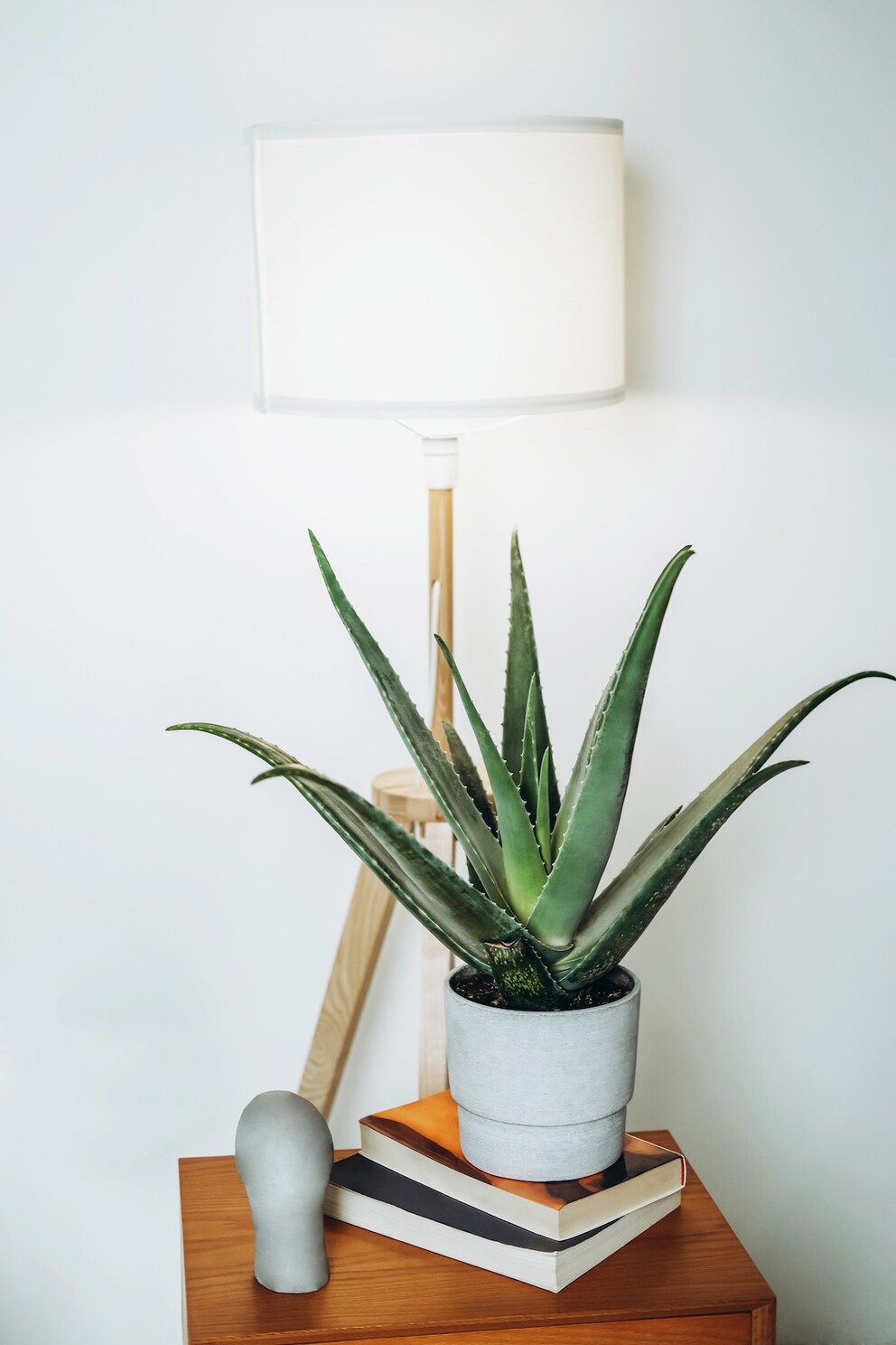 Aloe Vera is particularly undemanding and easy to care for.