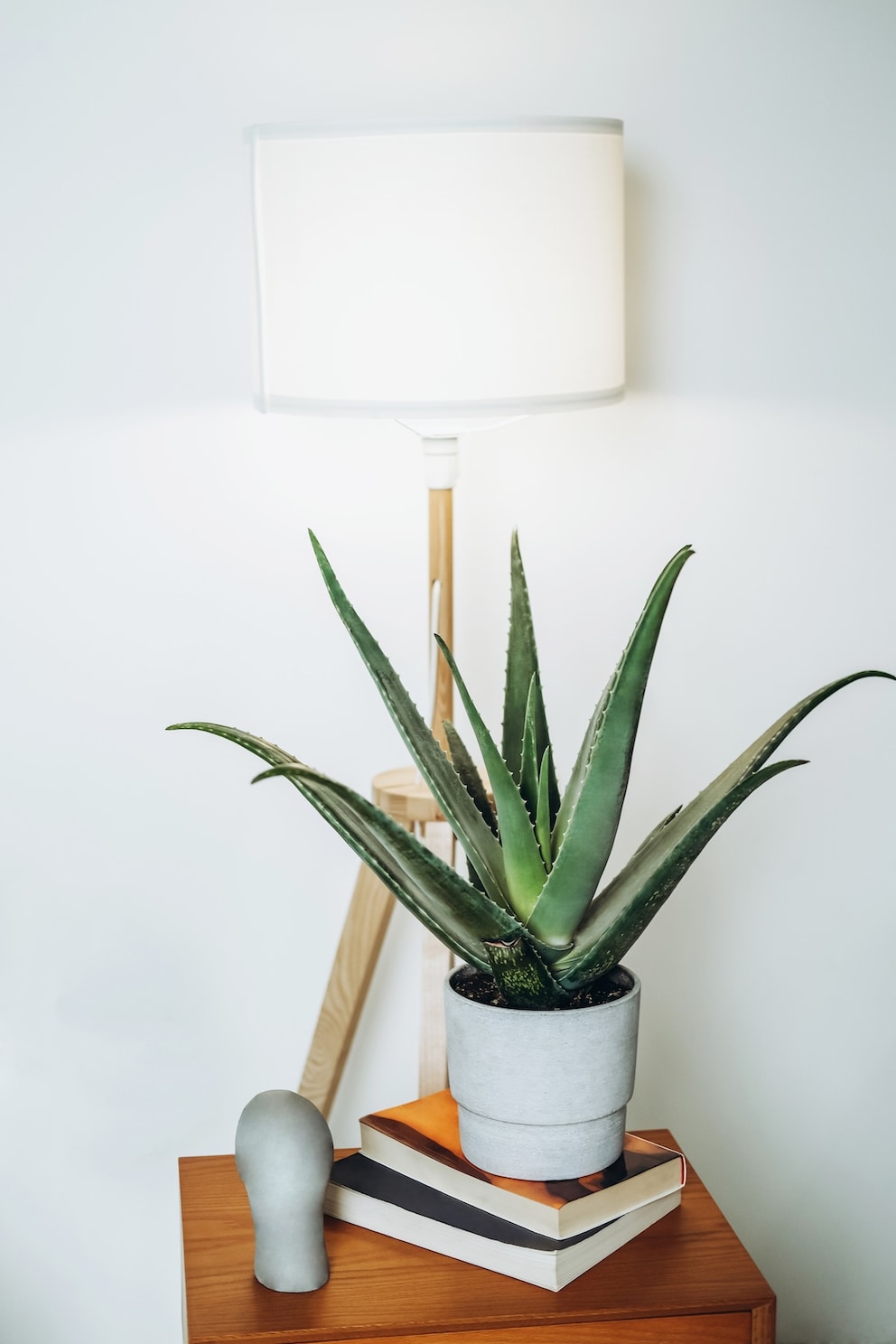 Aloe Vera is particularly undemanding and easy to care for.