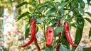 Um scharfe Chilis zu ernten, ben&ouml;tigt die Pflanze ausreichend Sonne